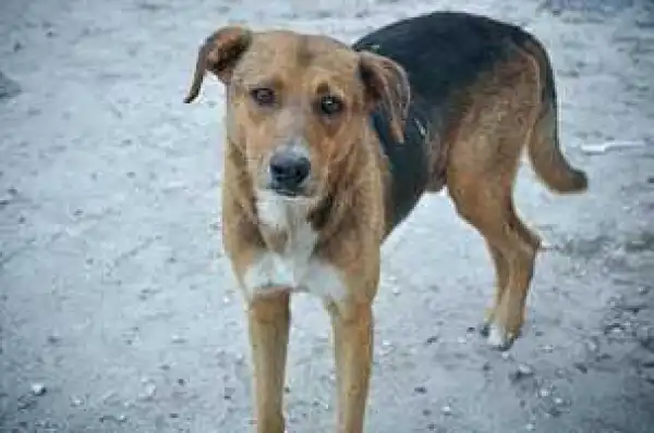 Dog meat business booms in Bauchi